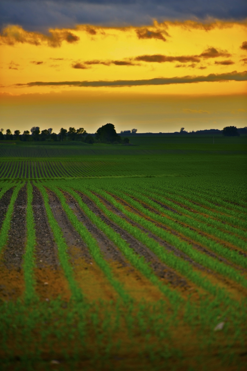 Corn Fields